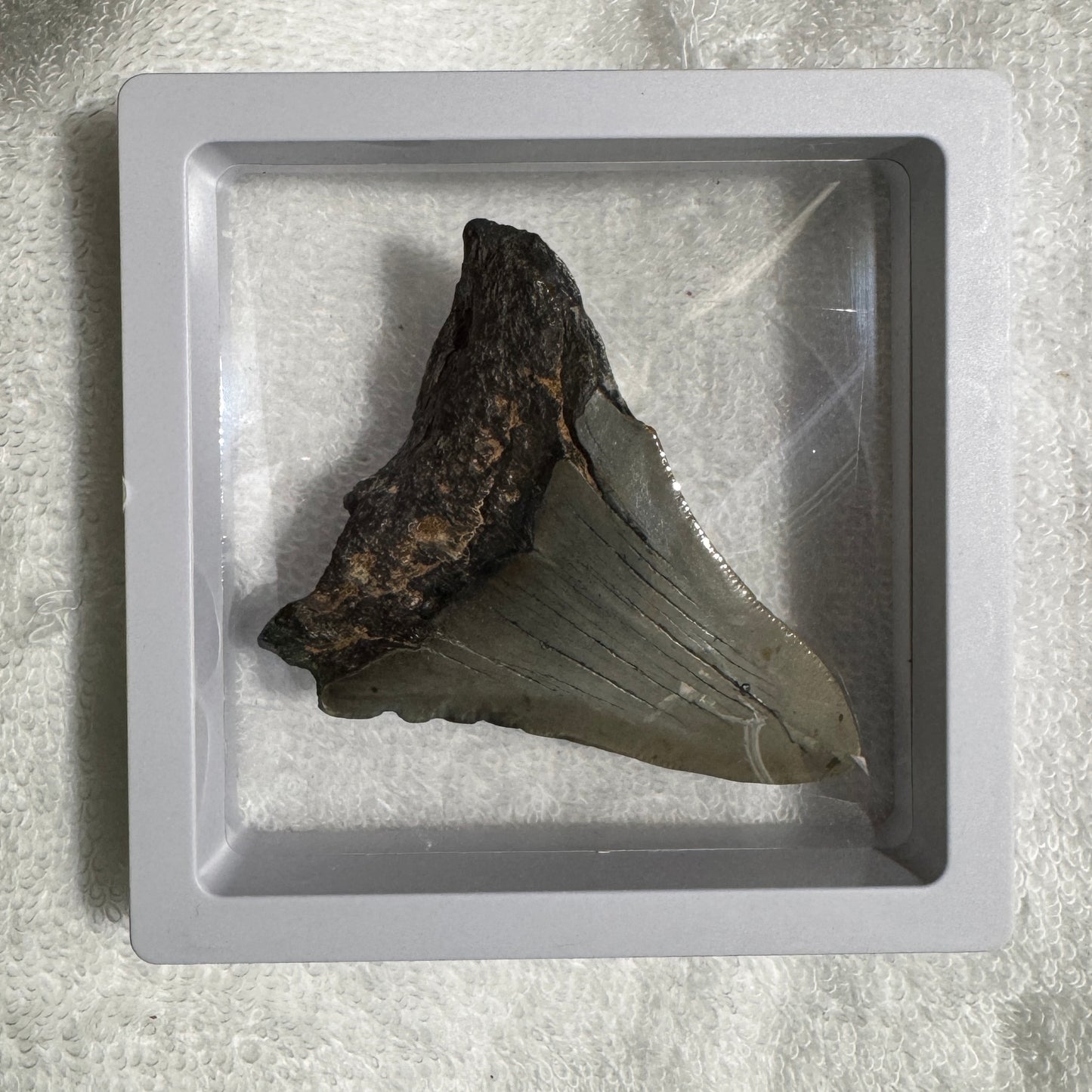 Fossil : Framed : Megalodon Tooth, 75g