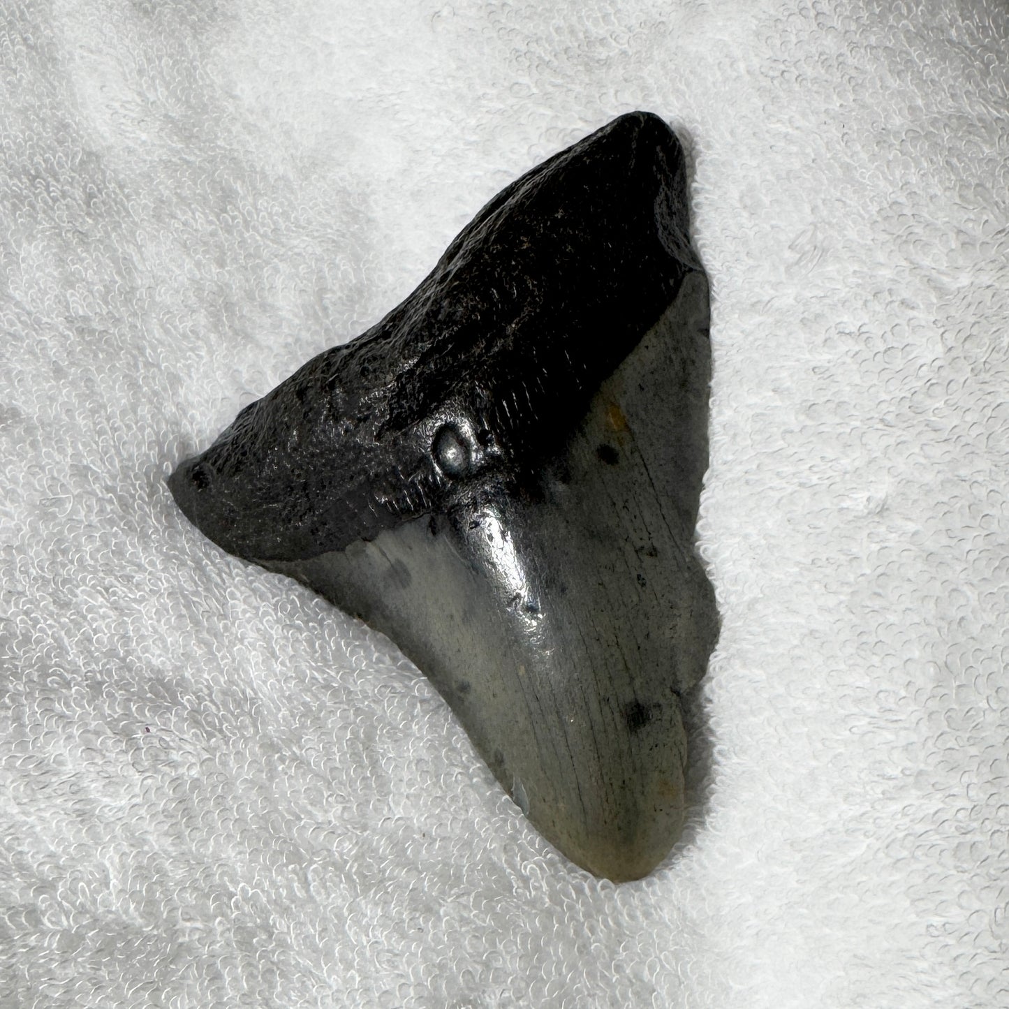 Fossil : Megalodon Tooth, 106g