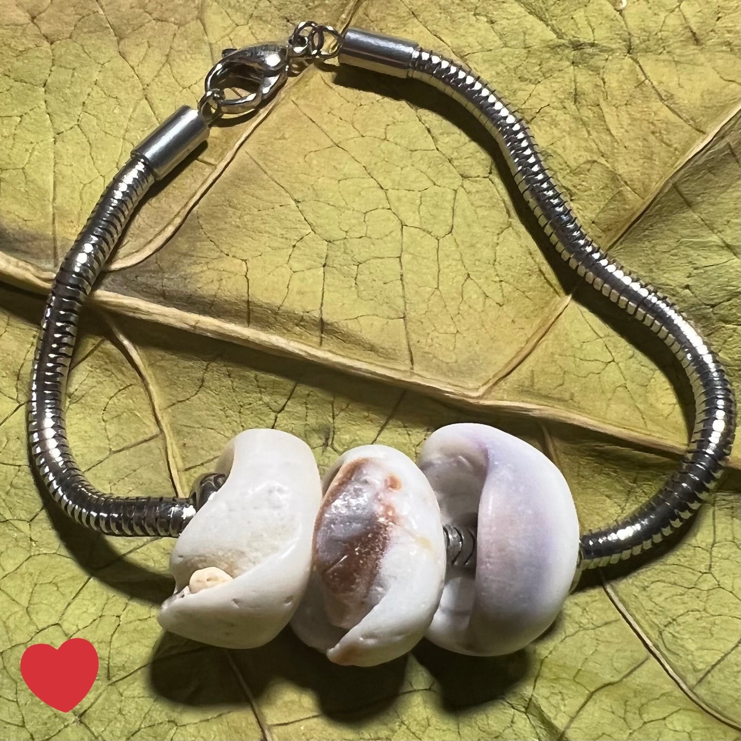 Bracelet : Puka Shell and Stainless Steel Chain, 6¼"
