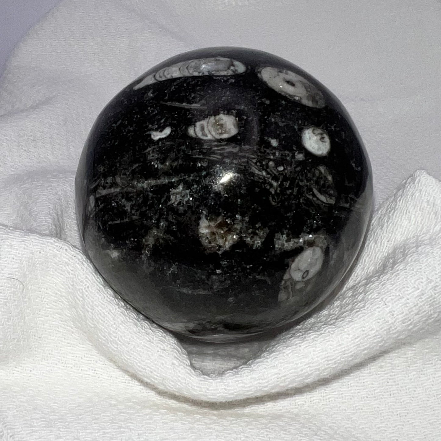 Sphere : Orthoceras Fossil, 1-7/8"