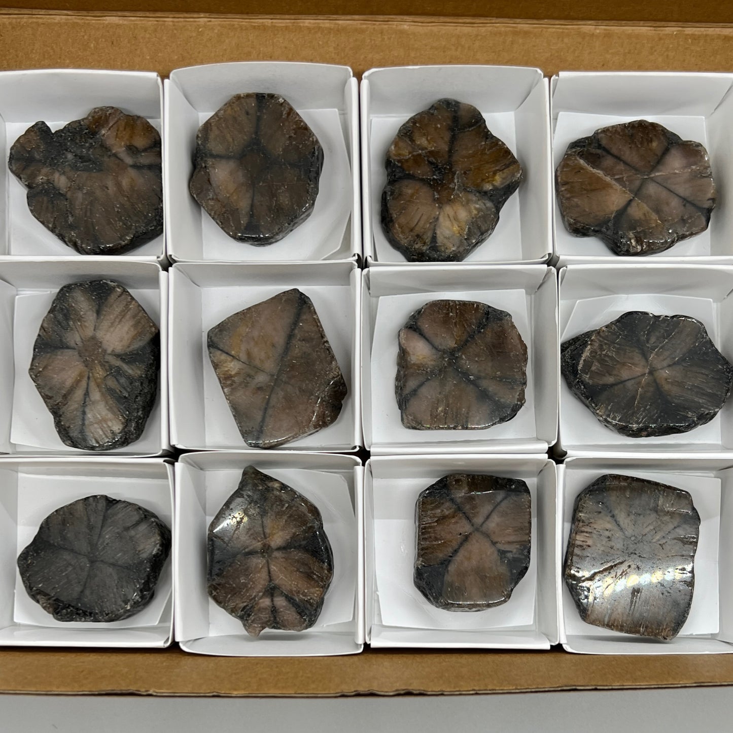 Bulk : Slice : Chiastolite, 12 Pieces, rough-polished