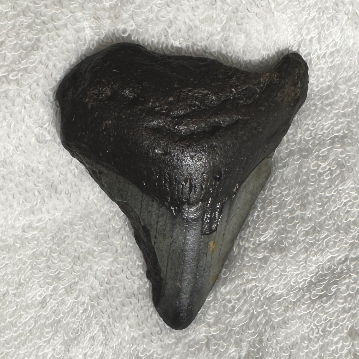 Fossil : Megalodon Tooth, 48g