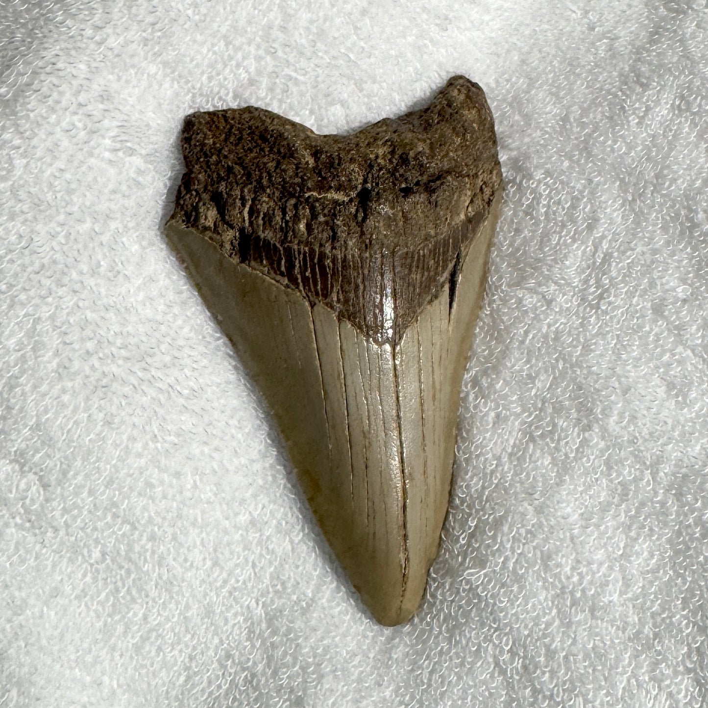 Fossil : Megalodon Tooth, 92g