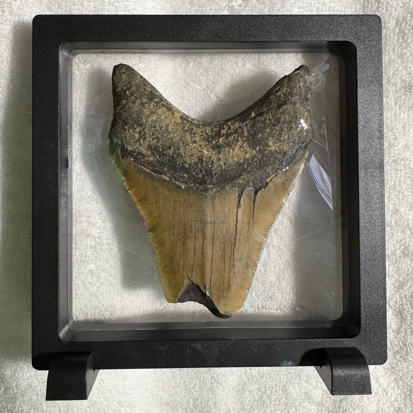 Fossil : Framed : Megalodon Tooth, 207g