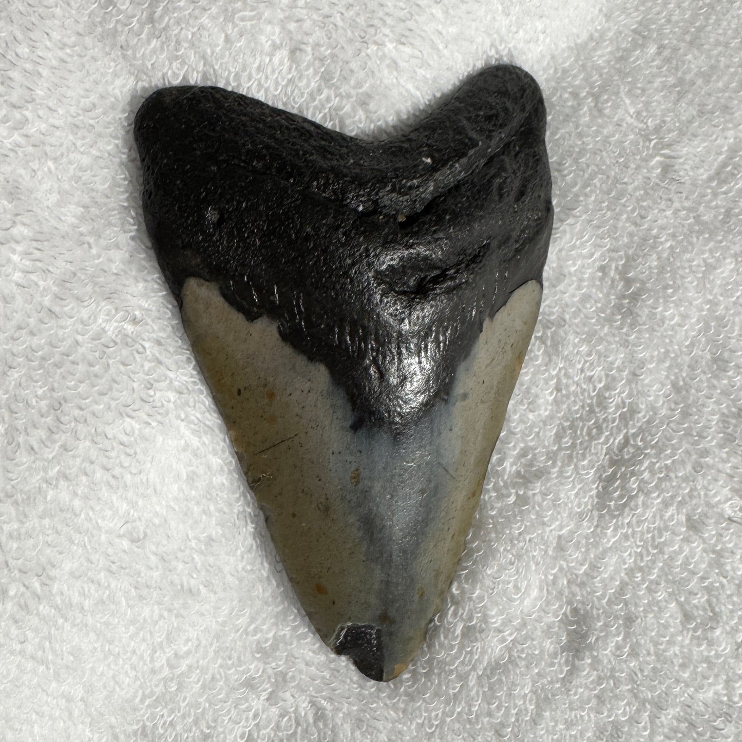 Fossil : Megalodon Tooth, 87g