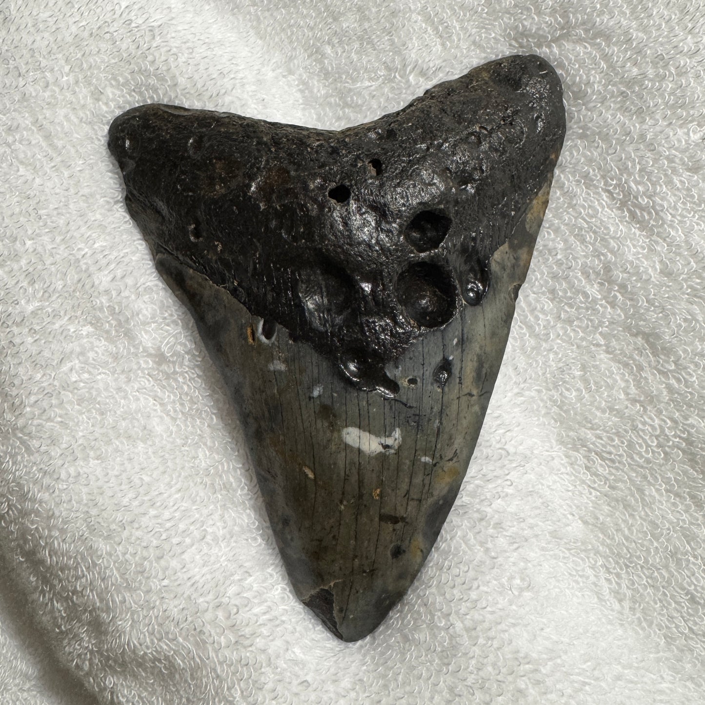 Fossil : Megalodon Tooth, 142g