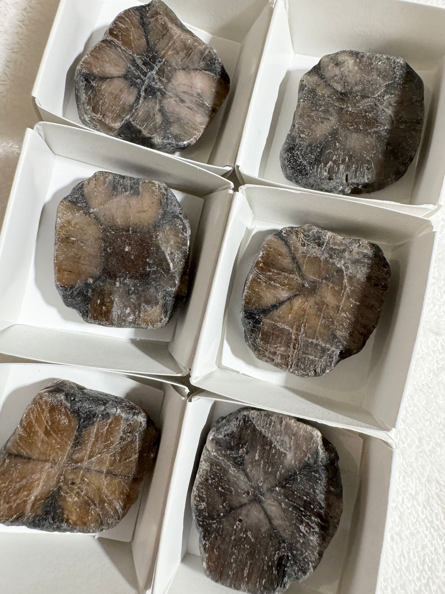 Slice : Chiastolite, rough-polished