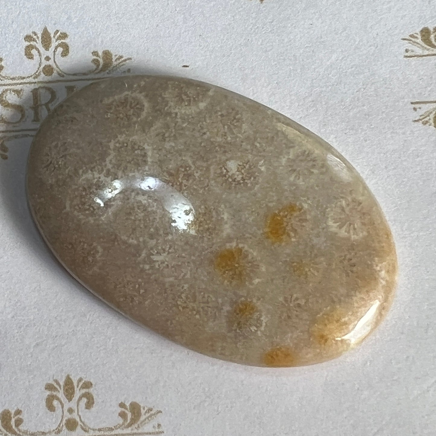 Cab: Fossil Coral