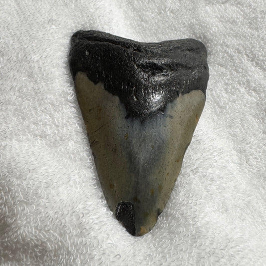 Fossil : Megalodon Tooth, 87g
