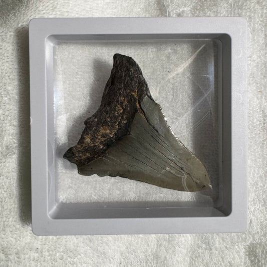 Fossil : Framed : Megalodon Tooth, 75g