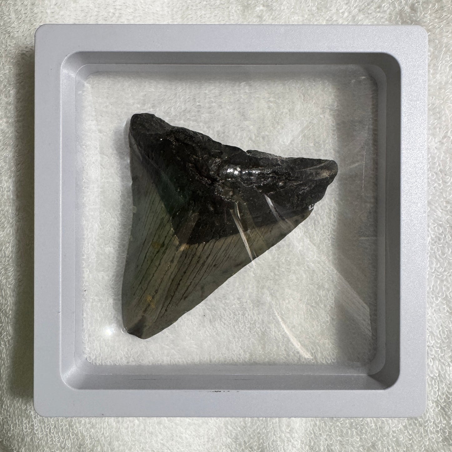 Fossil : Framed : Megalodon Tooth, 75g