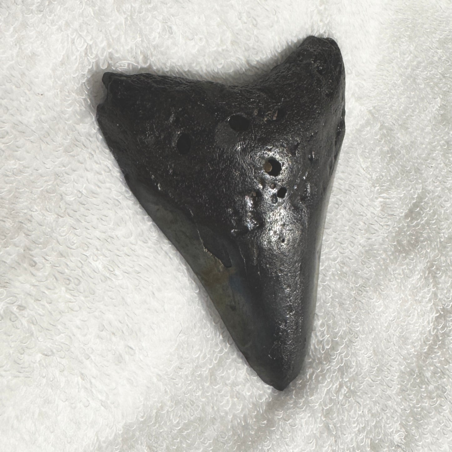 Fossil : Megalodon Tooth, 59g