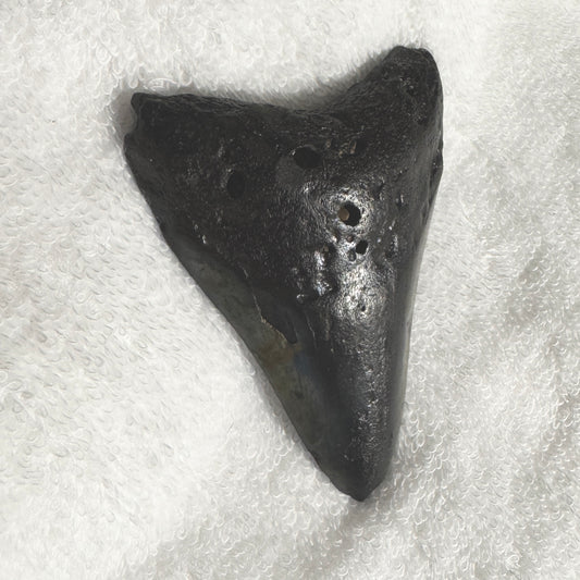 Fossil : Megalodon Tooth, 59g