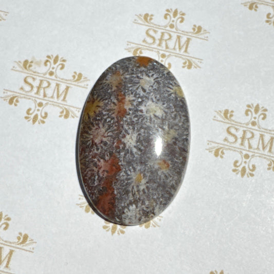 Cab : Fossil Coral, Agatized
