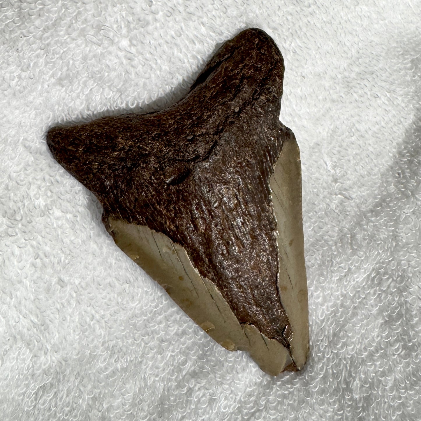 Fossil : Megalodon Tooth, 51g