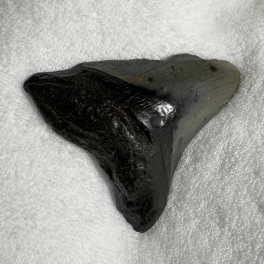 Fossil : Megalodon Tooth, 106g