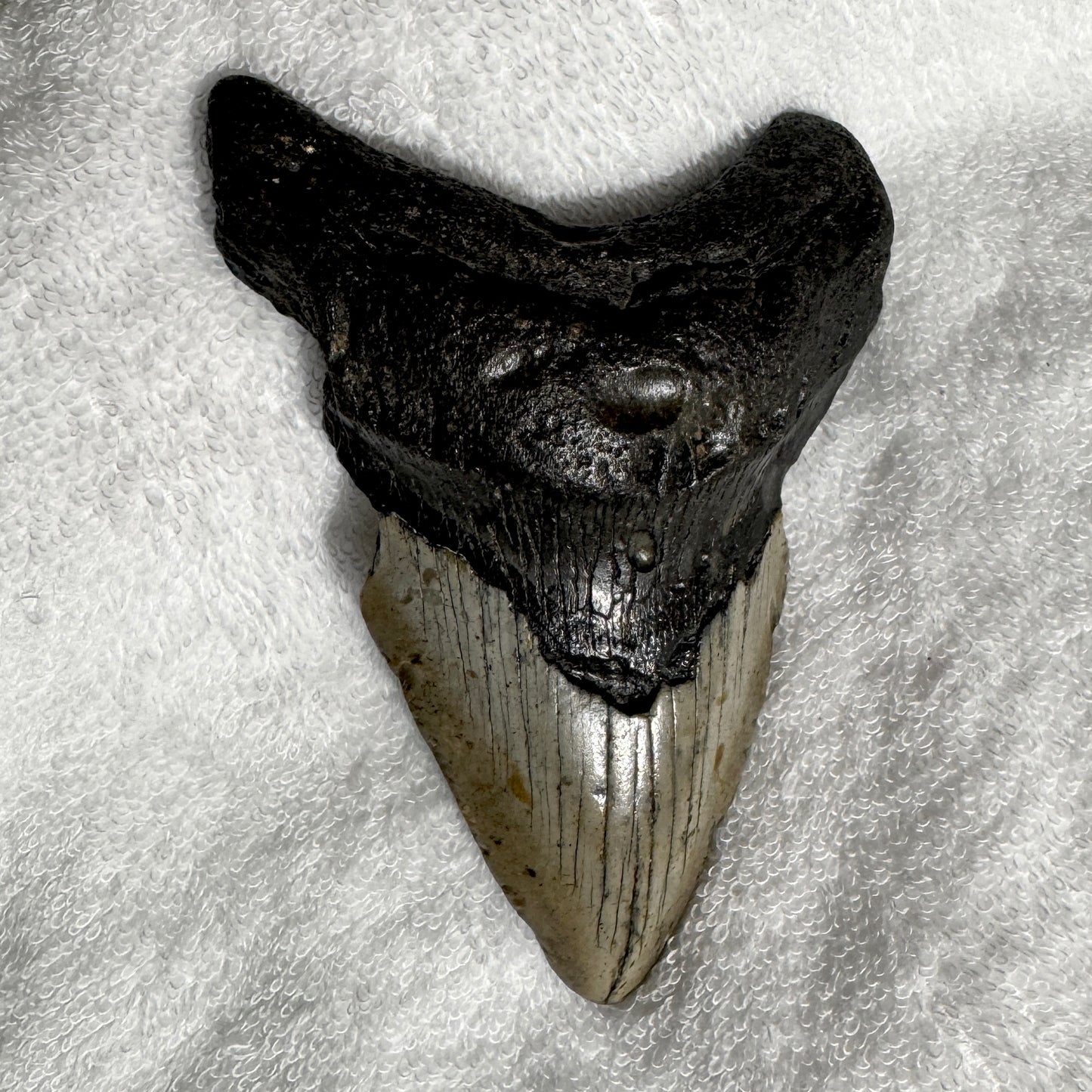 Fossil : Megalodon Tooth, 180g