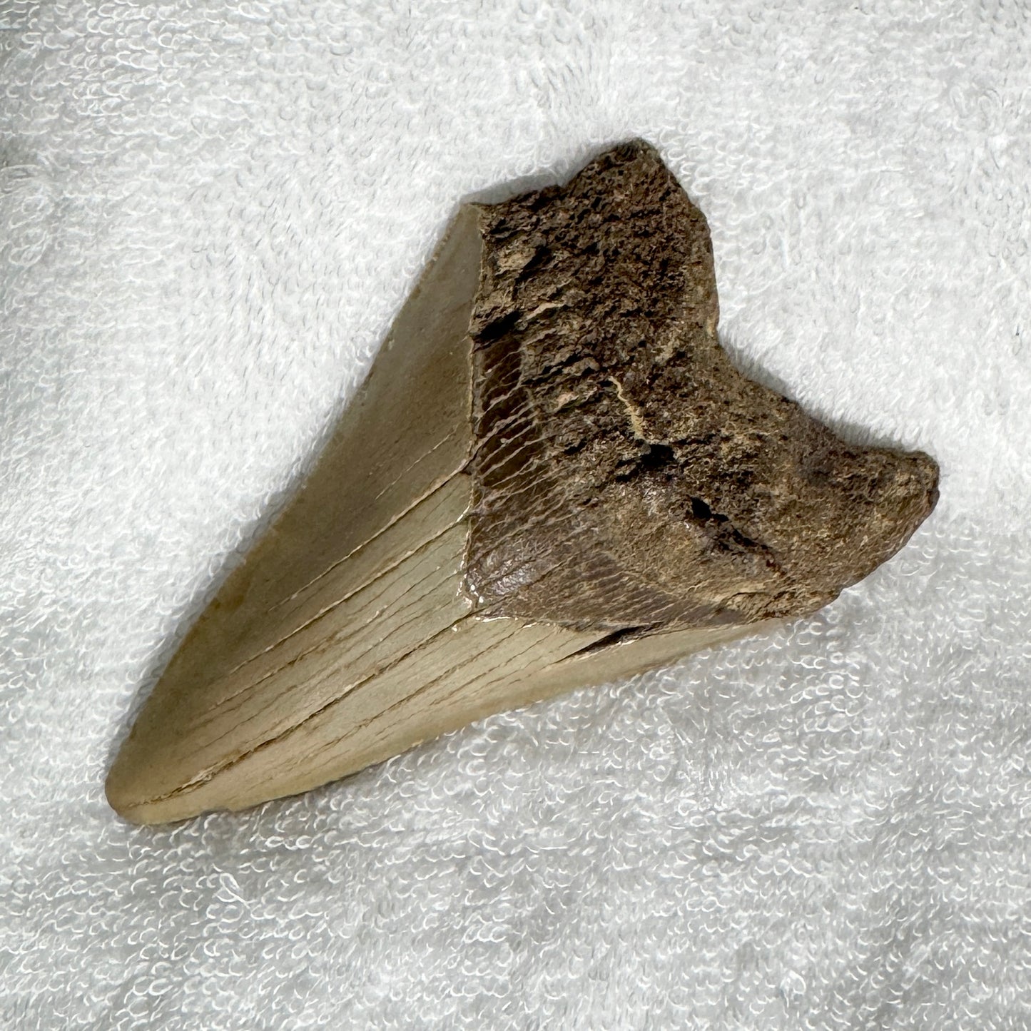 Fossil : Megalodon Tooth, 92g
