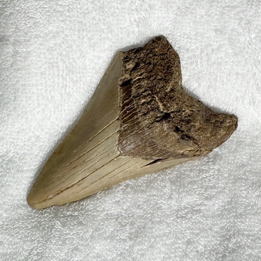 Fossil : Megalodon Tooth, 92g