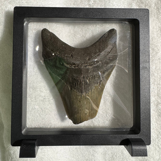 Fossil : Framed : Megalodon Tooth, 207g