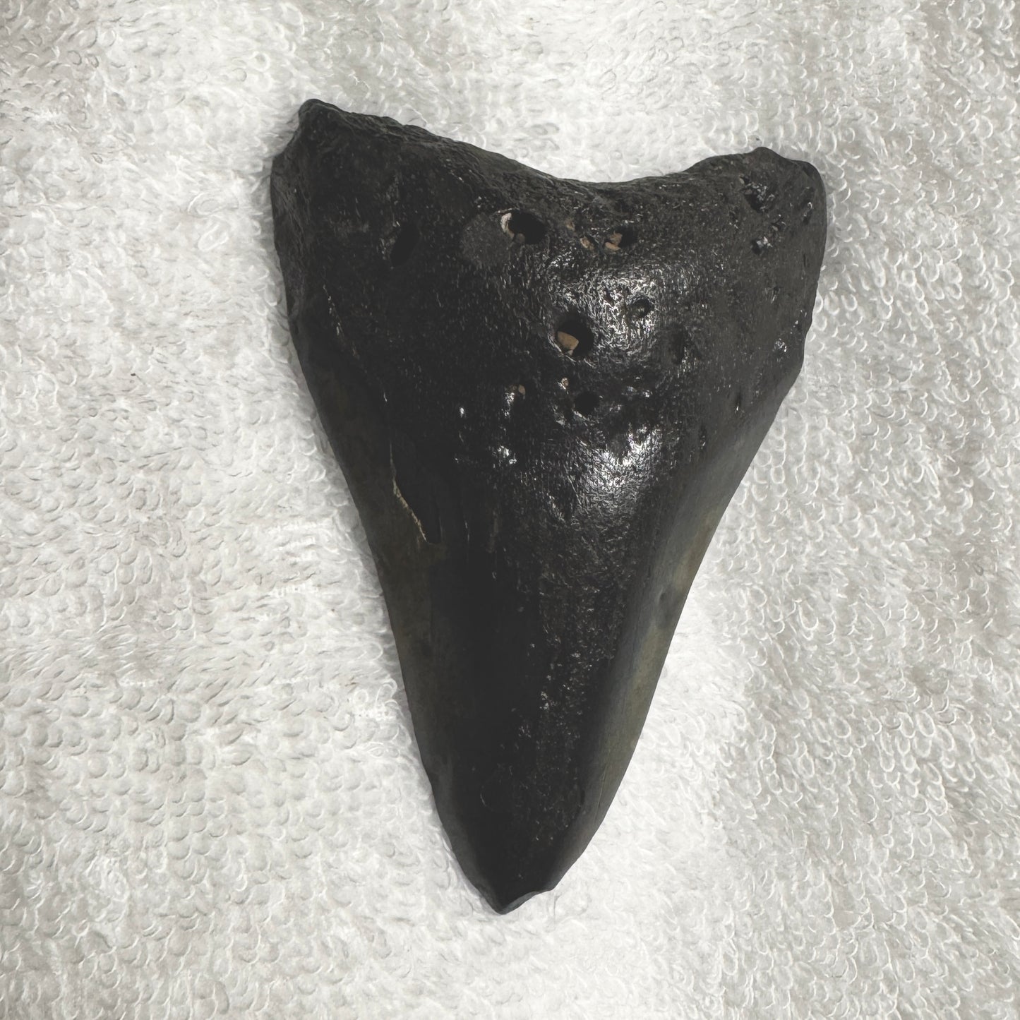Fossil : Megalodon Tooth, 59g