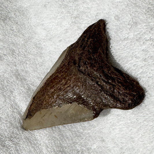 Fossil : Megalodon Tooth, 51g