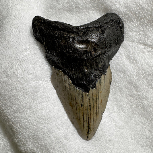 Fossil : Megalodon Tooth, 180g