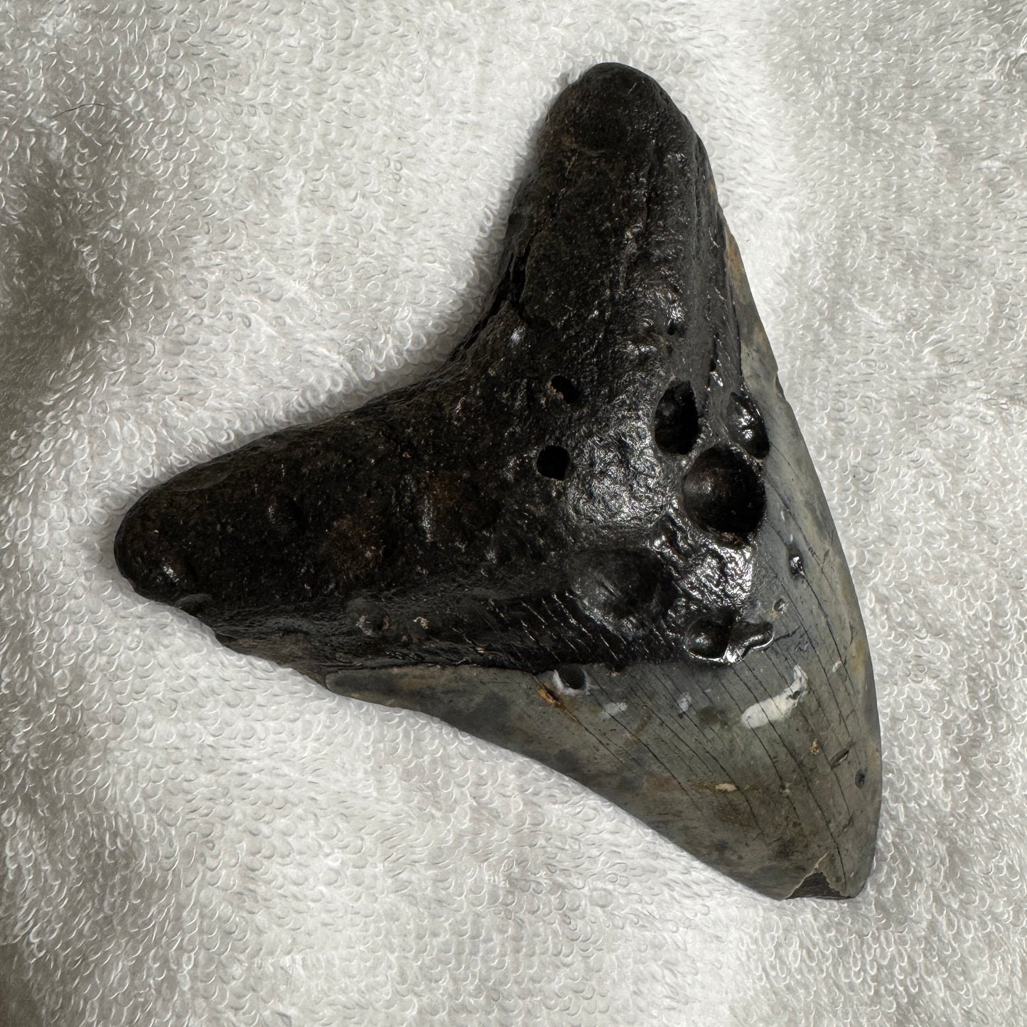 Fossil : Megalodon Tooth, 142g