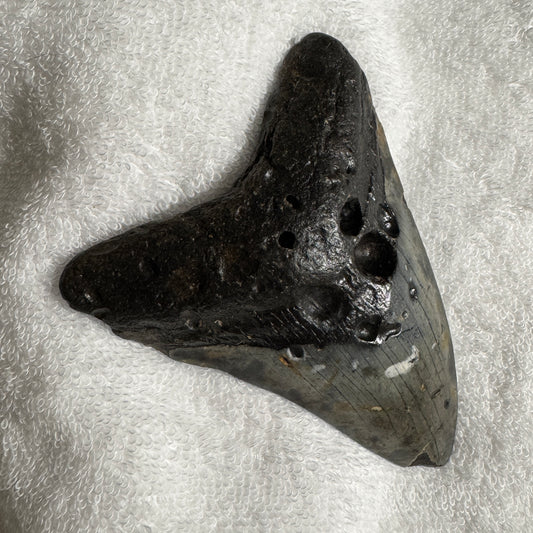 Fossil : Megalodon Tooth, 142g