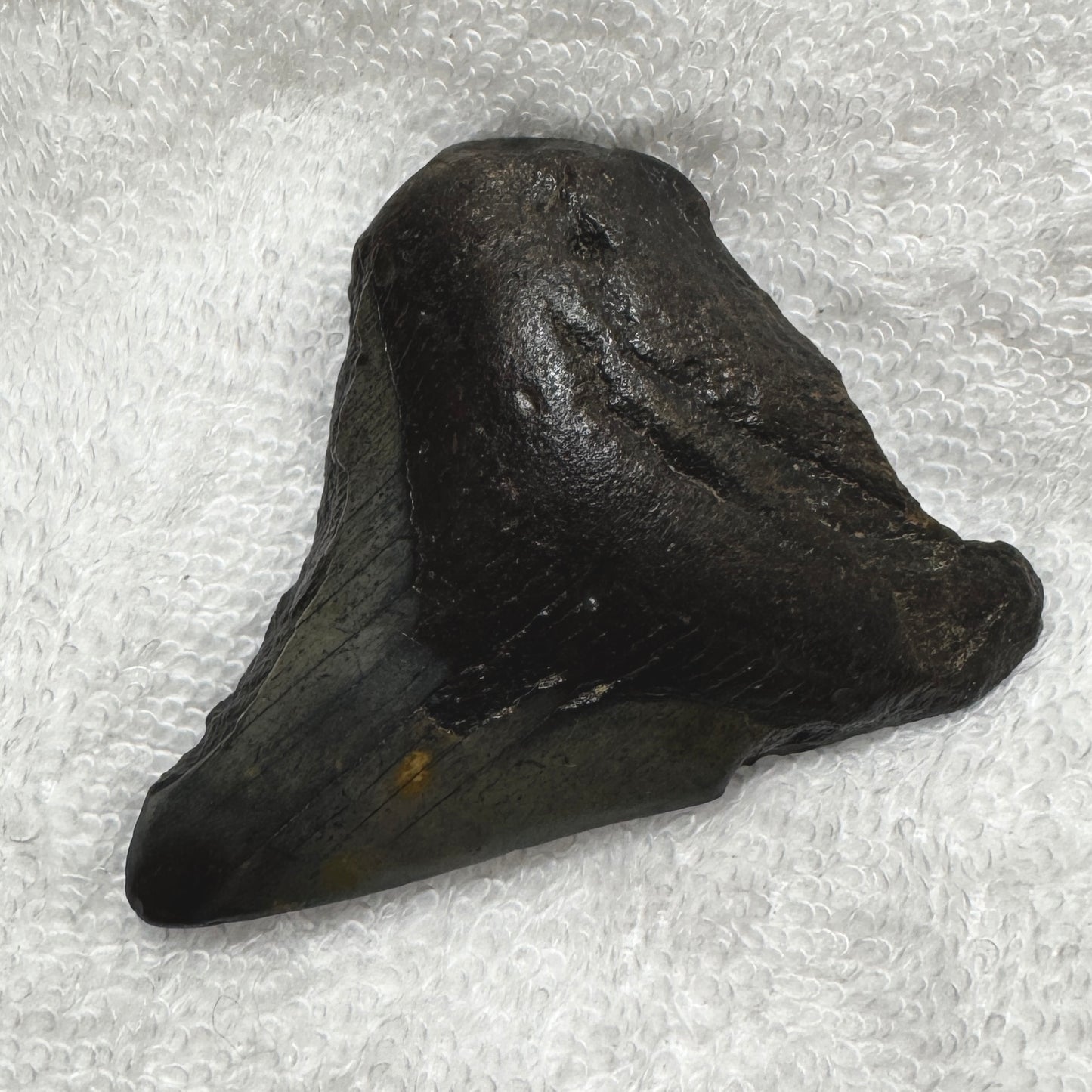 Fossil : Megalodon Tooth, 48g