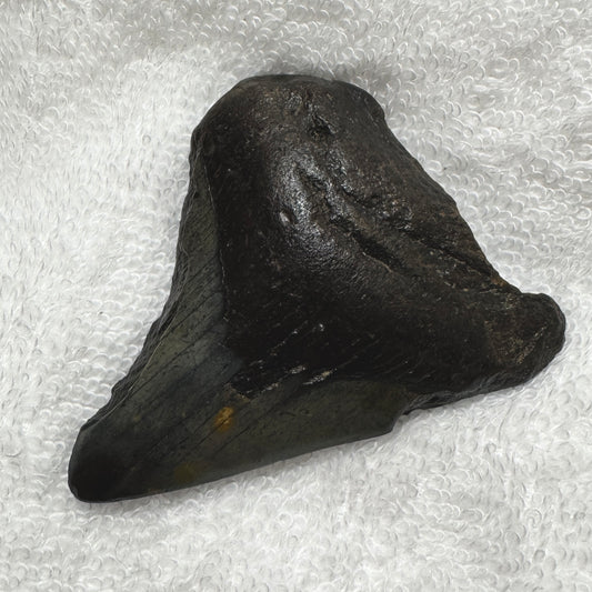 Fossil : Megalodon Tooth, 48g