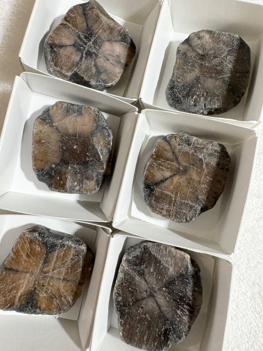 Slice : Chiastolite, rough-polished